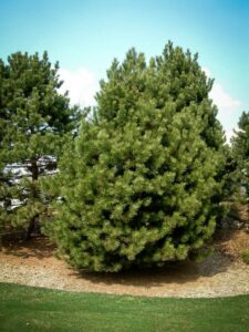 Сосна Чёрная (Pinus Nigra) купить по цене от 270.00р. в интернет-магазине «Посадика» с доставкой почтой в в Мглине и по всей России – [изображение №1].