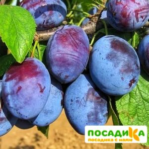 Слива Чачакская ранняя купить по цене от 229.00р. в интернет-магазине «Посадика» с доставкой почтой в в Мглине и по всей России – [изображение №1].