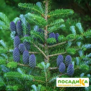 Пихта корейская (Abies koreana) купить по цене от 450.00р. в интернет-магазине «Посадика» с доставкой почтой в в Мглине и по всей России – [изображение №1].