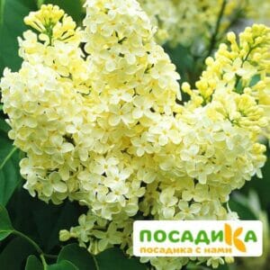 Сирень Примроуз (Primrose) купить по цене от 529.00р. в интернет-магазине «Посадика» с доставкой почтой в в Мглине и по всей России – [изображение №1].