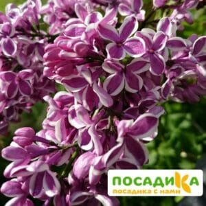 Сирень Сенсация купить по цене от 529.00р. в интернет-магазине «Посадика» с доставкой почтой в в Мглине и по всей России – [изображение №1].