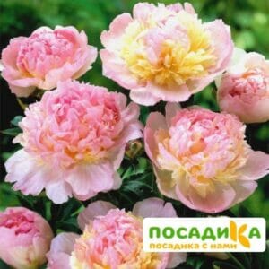 Пион Распберри Сандей (Paeonia Raspberry Sundae) купить по цене от 959р. в интернет-магазине «Посадика» с доставкой почтой в в Мглине и по всей России – [изображение №1].