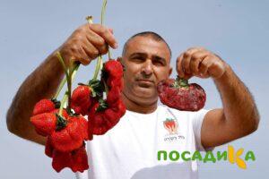 Клубника Гигант Джорнея купить по цене от 266р. в интернет-магазине «Посадика» с доставкой почтой в в Мглине и по всей России – [изображение №1].