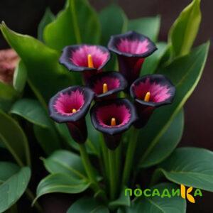 Калла Аура Лейс купить по цене от 400р. в интернет-магазине «Посадика» с доставкой почтой в в Мглине и по всей России – [изображение №1].