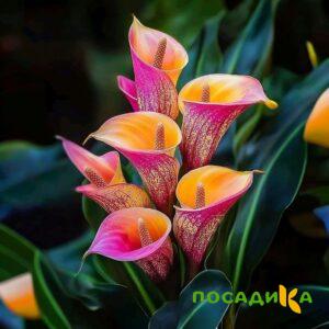 Калла Оникс купить по цене от 450р. в интернет-магазине «Посадика» с доставкой почтой в в Мглине и по всей России – [изображение №1].