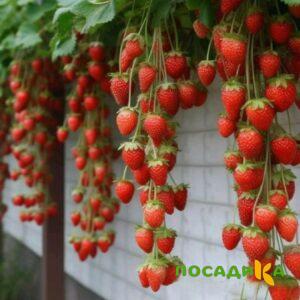 Клубника вьющаяся Комплимент купить по цене от 470р. в интернет-магазине «Посадика» с доставкой почтой в в Мглине и по всей России – [изображение №1].