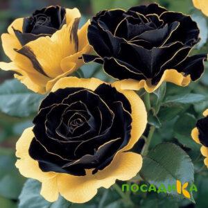 Роза Ханни Сикл купить по цене от 700р. в интернет-магазине «Посадика» с доставкой почтой в в Мглине и по всей России – [изображение №1].
