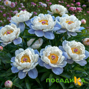 Пион акварельный Этюд купить по цене от 806р. в интернет-магазине «Посадика» с доставкой почтой в в Мглине и по всей России – [изображение №1].