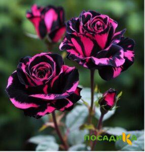 Роза Багровый Шепот купить по цене от 366р. в интернет-магазине «Посадика» с доставкой почтой в в Мглине и по всей России – [изображение №1].