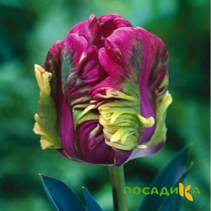 Тюльпан Экзотик Хэвен купить по цене от 186р. в интернет-магазине «Посадика» с доставкой почтой в в Мглине и по всей России – [изображение №1].
